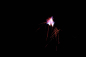 Preview: NICO Europe 59308 Fuji Fire, 30 Schuss - Bild 1